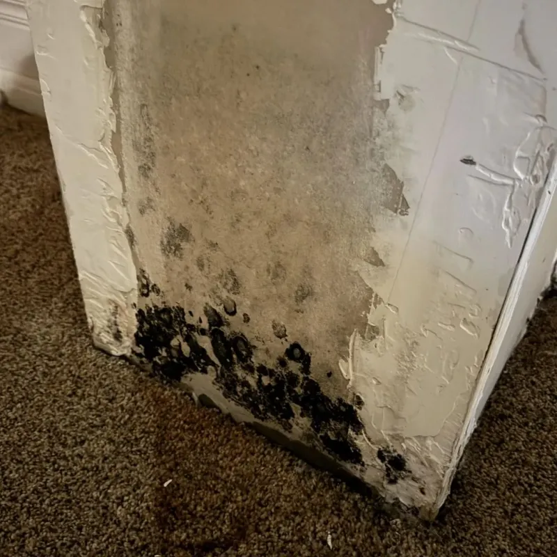 Professional Mold Removal in Grant County, OK